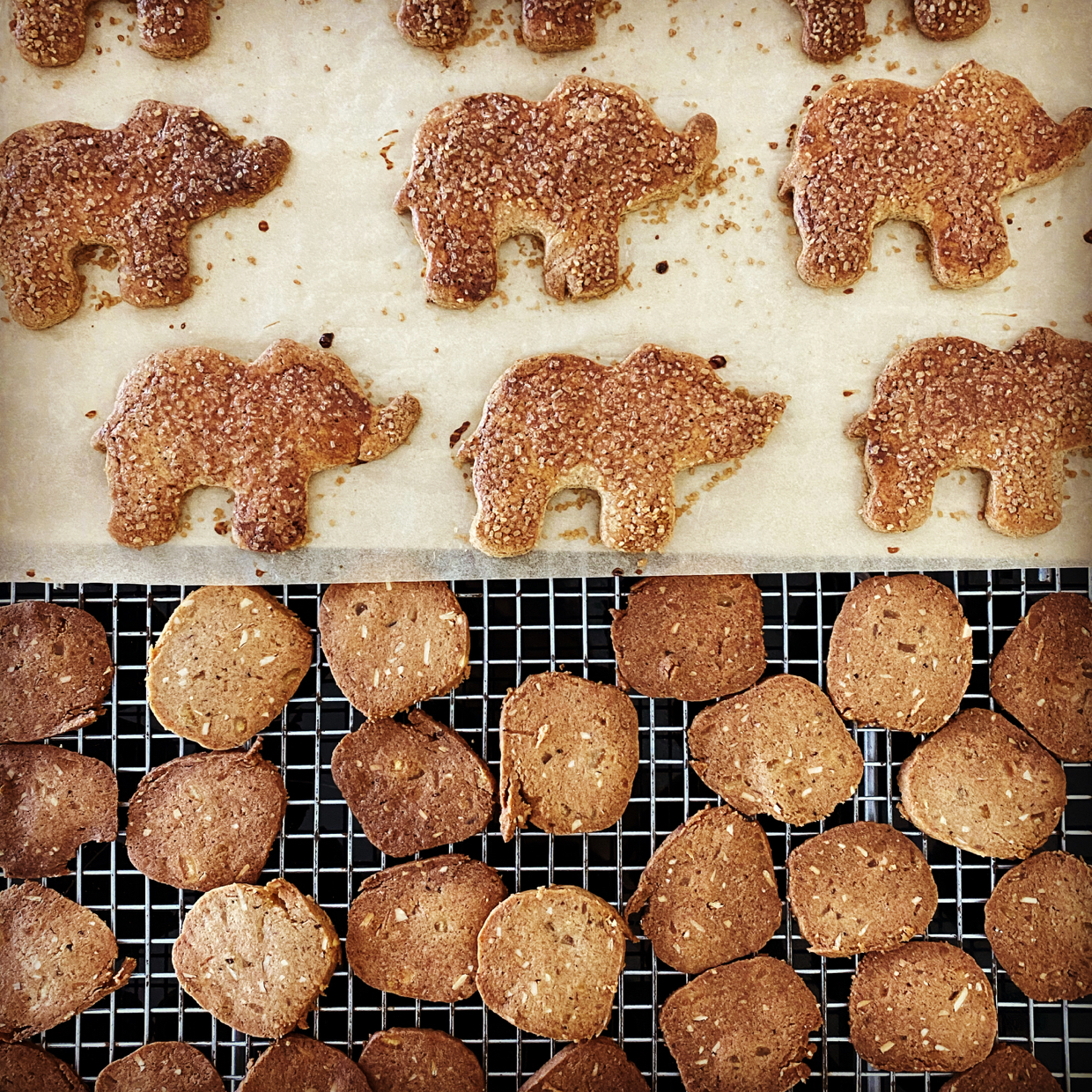 Elephant shaped biscuits